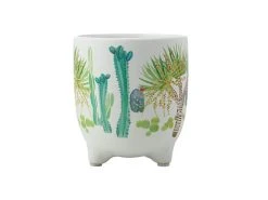 Royal Botanic Garden Arid Garden Planter Pot 14cm Dracaena